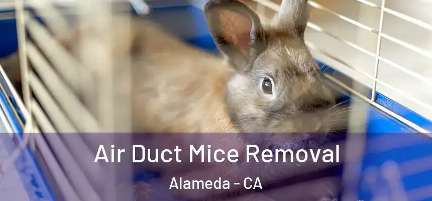 Air Duct Mice Removal Alameda - CA